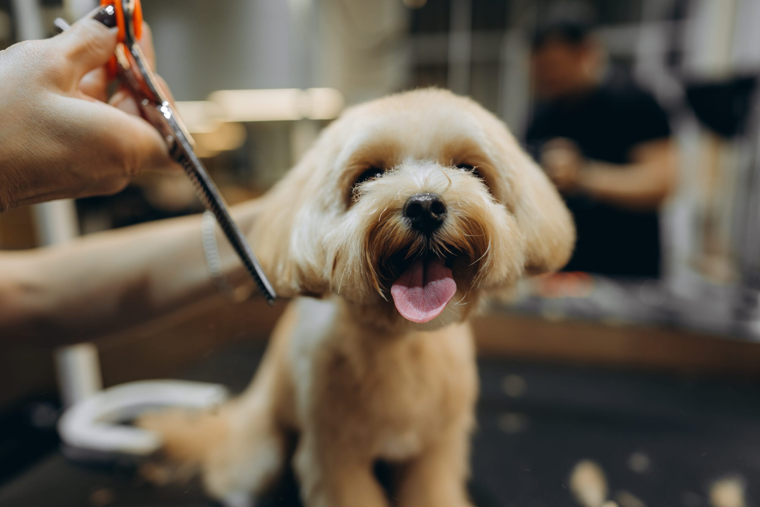 Maltipoo haircut at the grooming salon. High quality photo