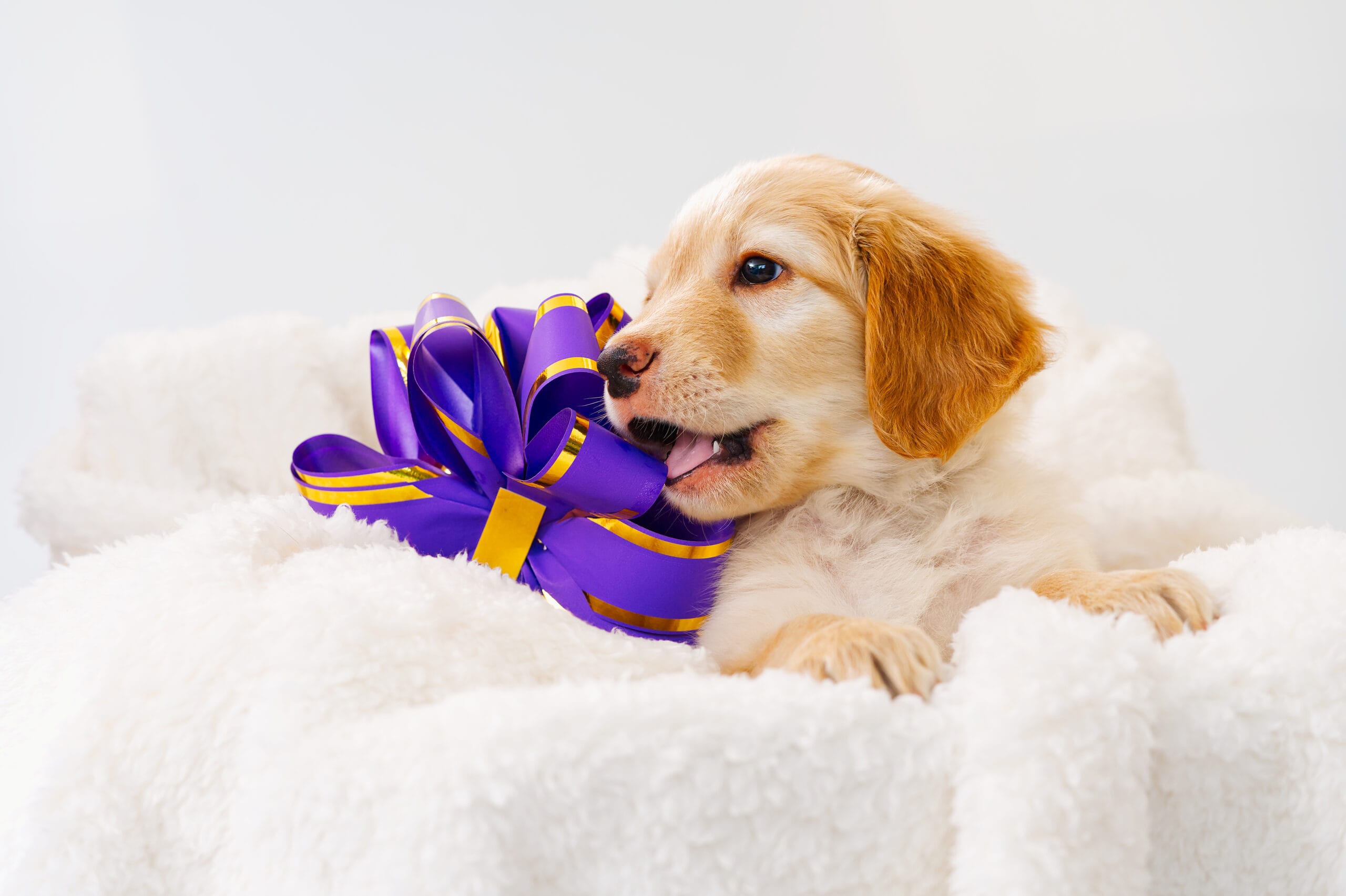 A portrait of a cute puppy. Golden Retriever puppy. cute young puppy. purebred puppies. Hovawart. adorable Golden puppy
