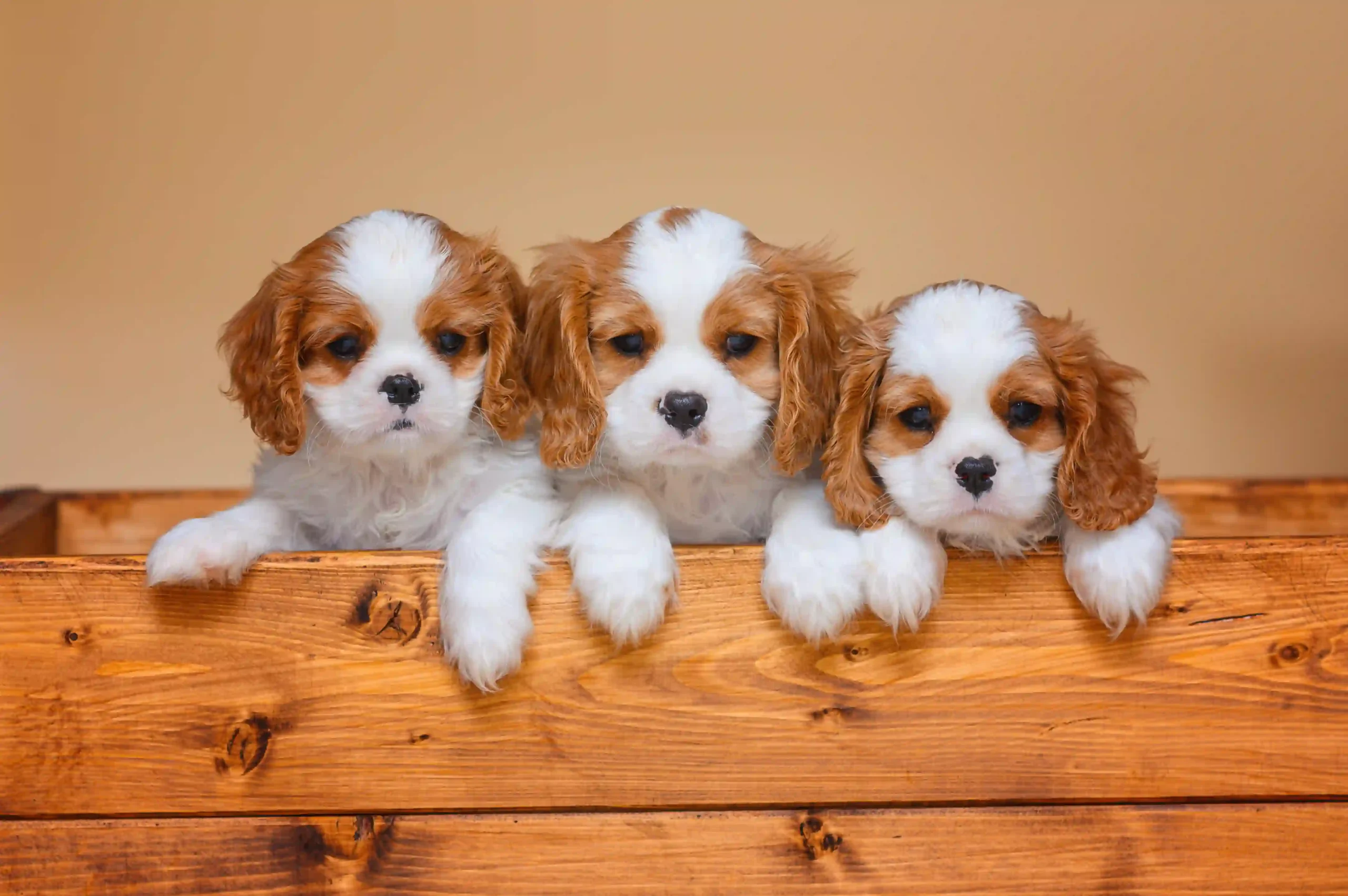 small-cavalier-king-charles-spaniel-puppy-on-beige-2025-04-15-02-55-25-utc (1)